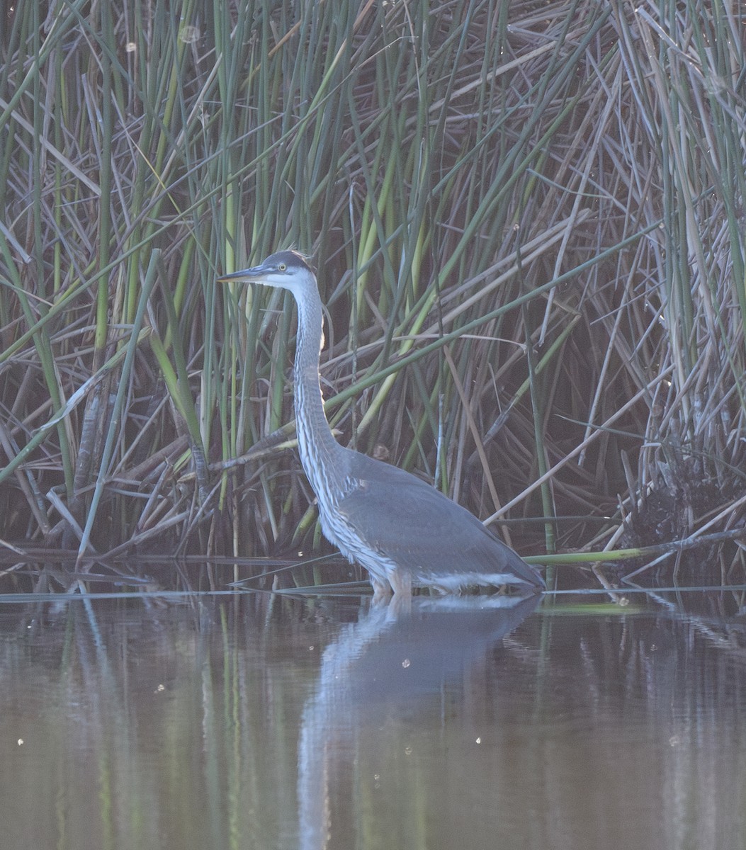 Great Blue Heron - ML620345827