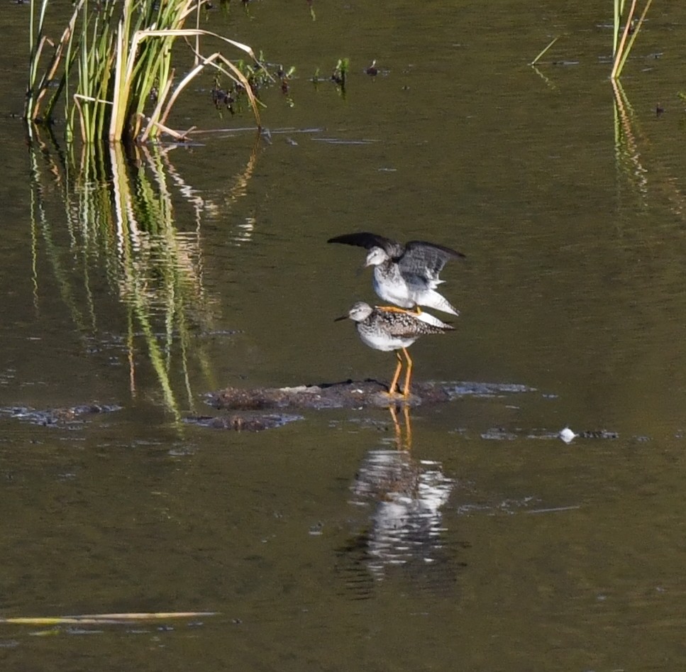 Lesser Yellowlegs - ML620345836