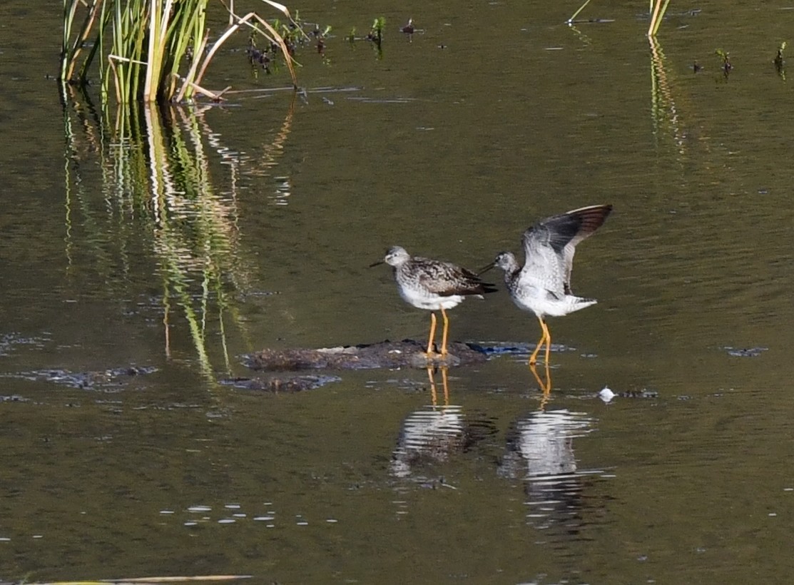 Lesser Yellowlegs - ML620345838