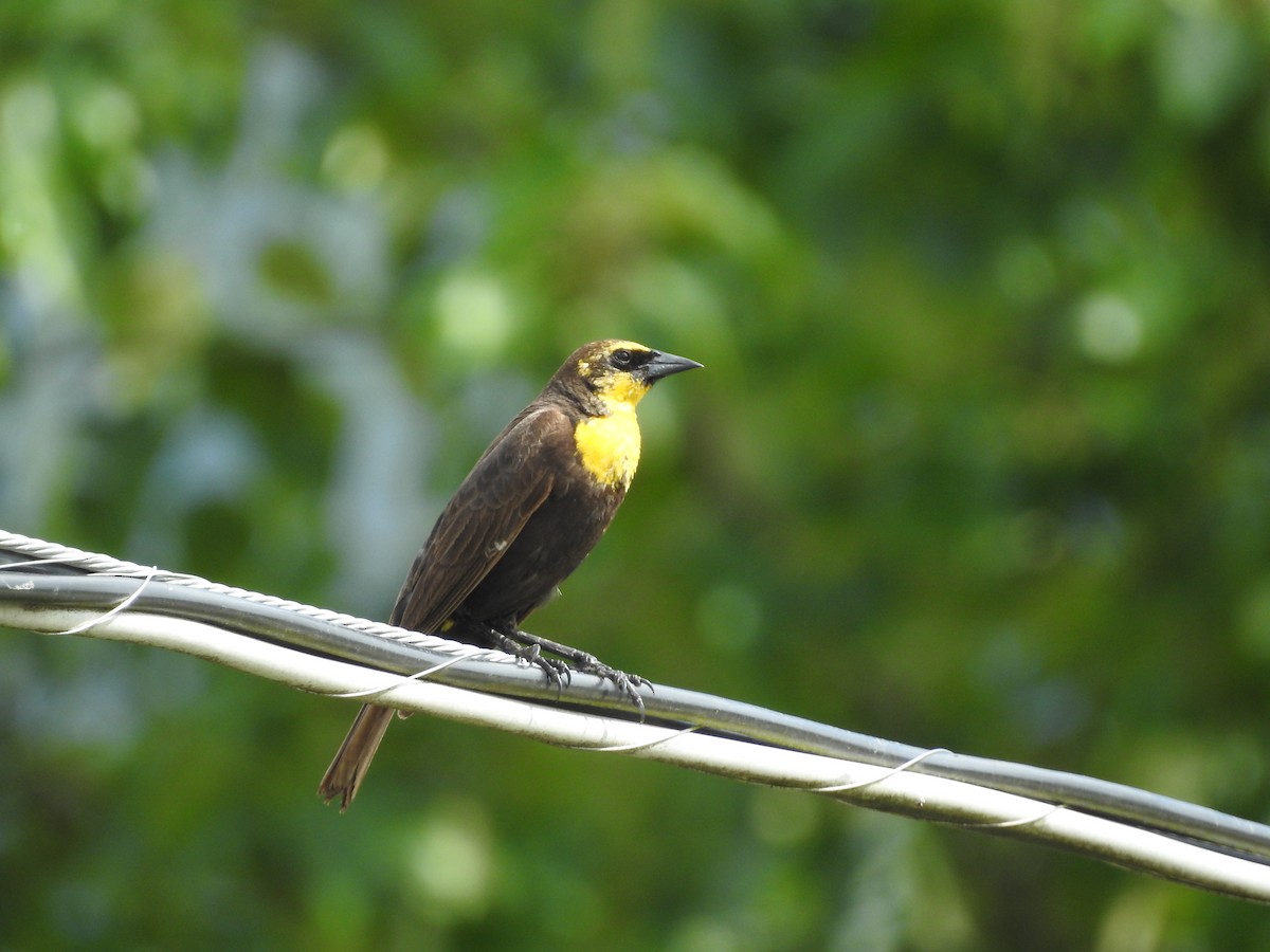 Yellow-headed Blackbird - ML620345841