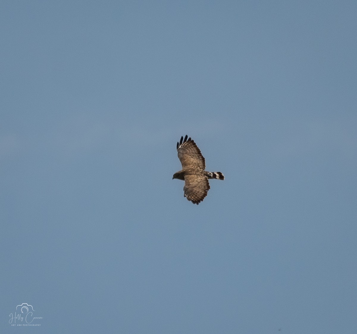 Broad-winged Hawk - ML620345857