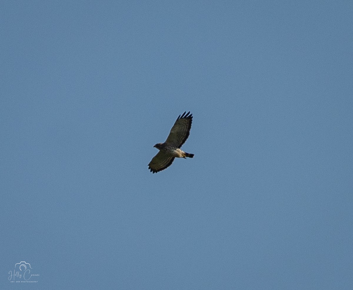 Broad-winged Hawk - ML620345858