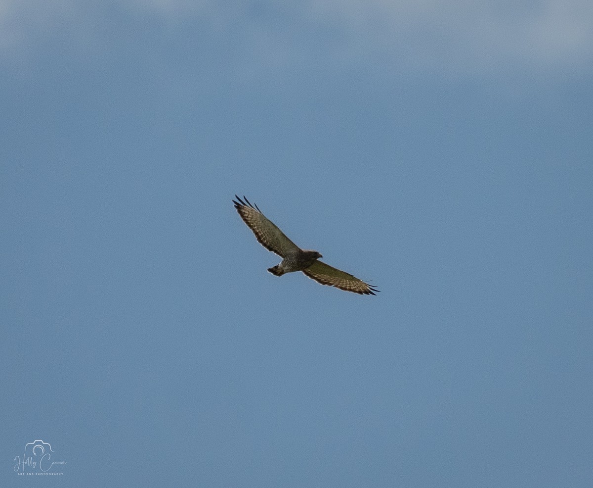 Broad-winged Hawk - ML620345859