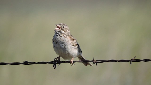Vesper Sparrow - ML620345863