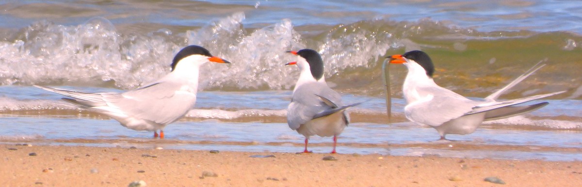 Common Tern - ML620345865