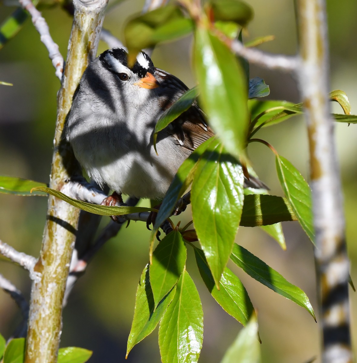 White-crowned Sparrow - ML620345869