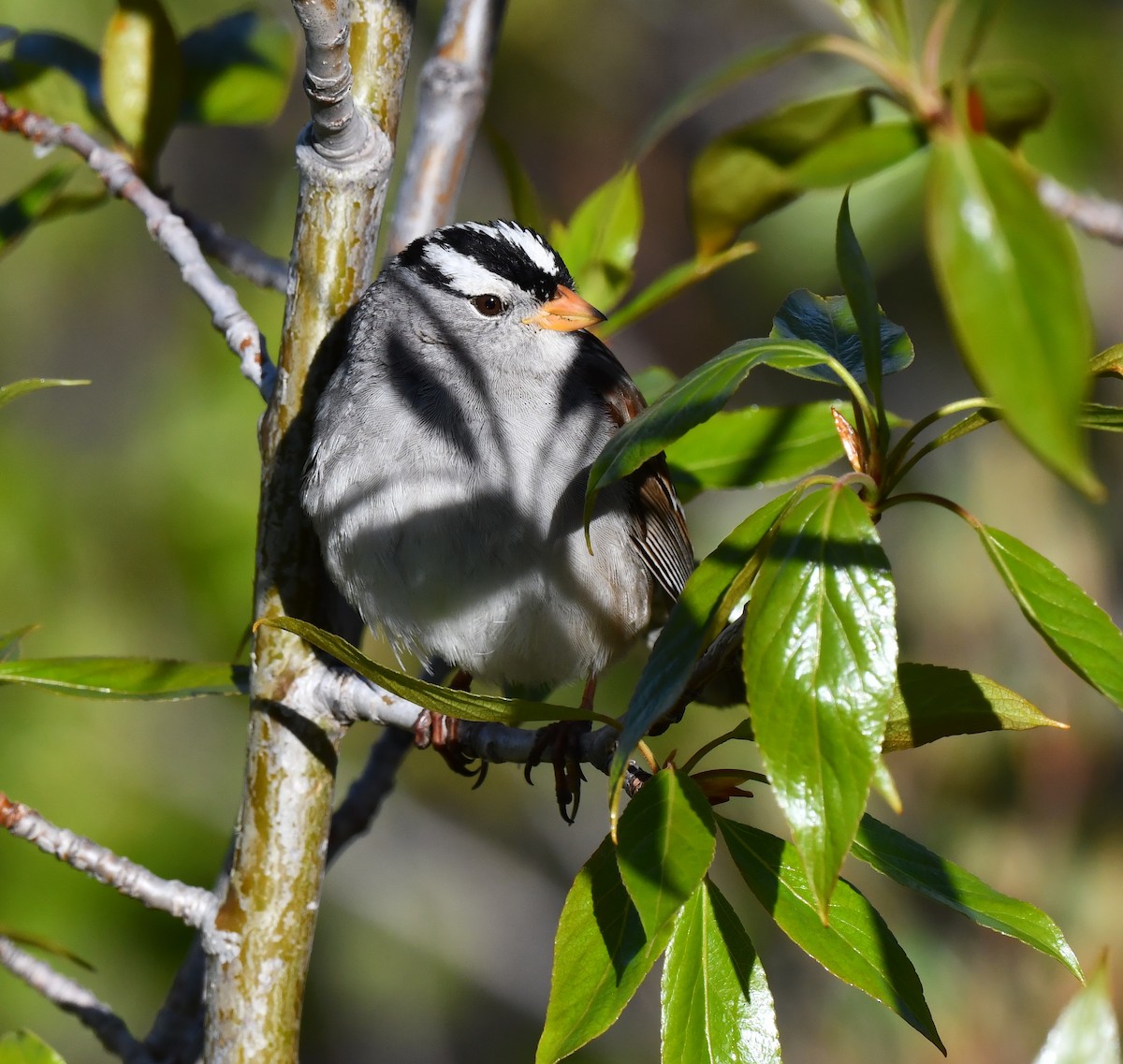 White-crowned Sparrow - ML620345874