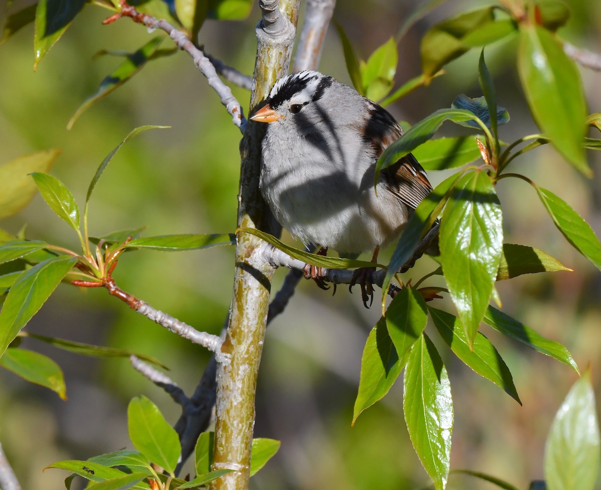 White-crowned Sparrow - ML620345875