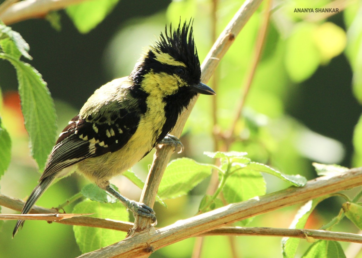 Himalayan Black-lored Tit - ML620345883