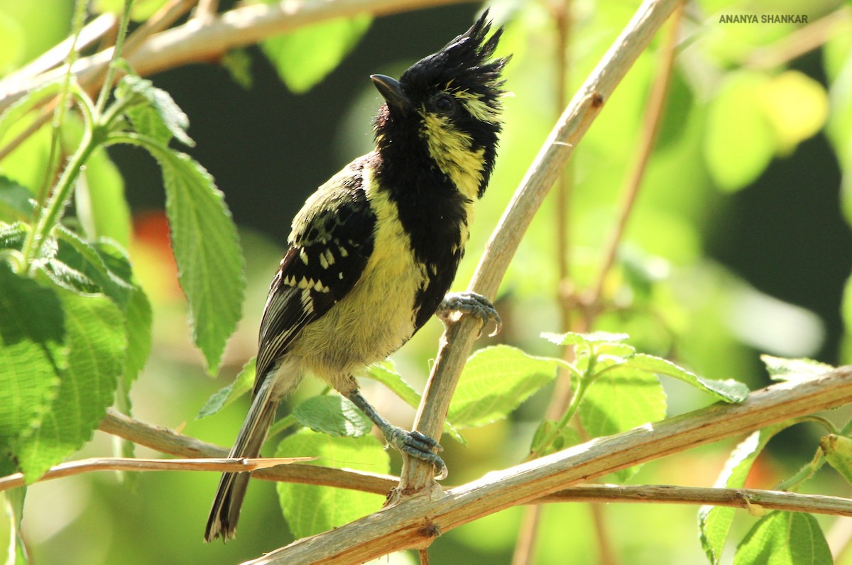 Himalayan Black-lored Tit - ML620345901