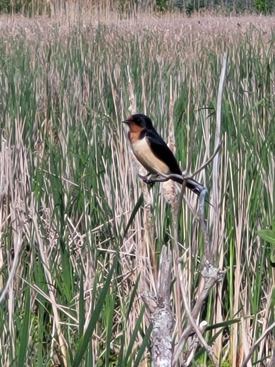 Barn Swallow - Ryan LaRuffa