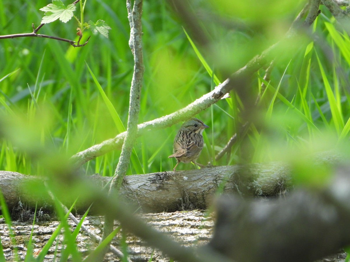 Song Sparrow - ML620345931