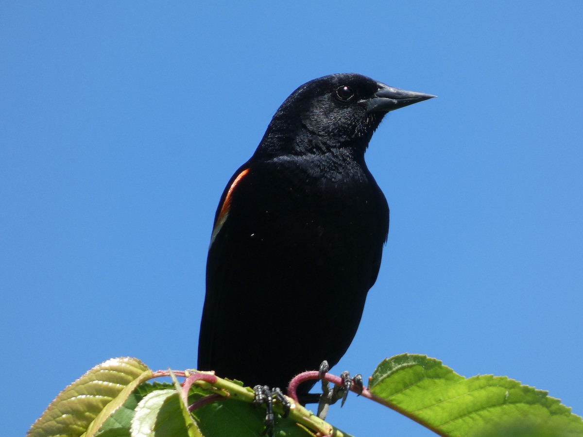 Red-winged Blackbird - ML620345934