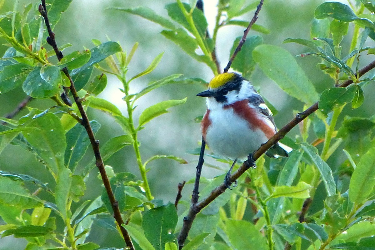 Chestnut-sided Warbler - ML620345935