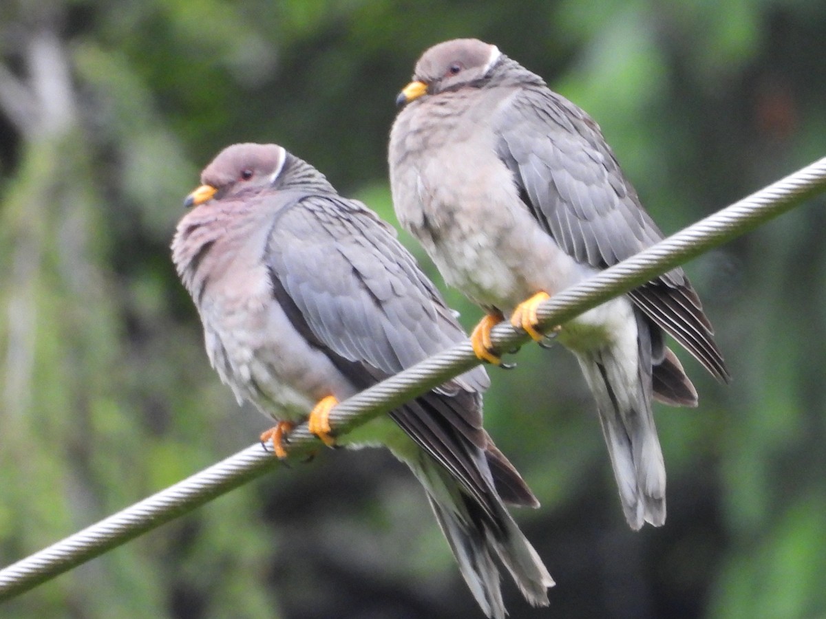 Band-tailed Pigeon - ML620345936