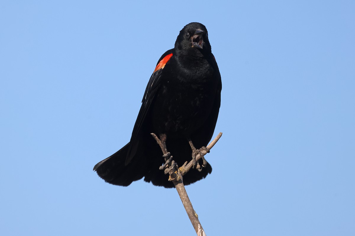 Red-winged Blackbird - ML620345940