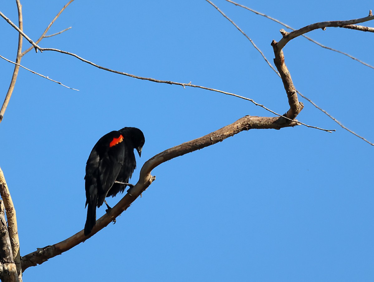 Red-winged Blackbird - ML620345943
