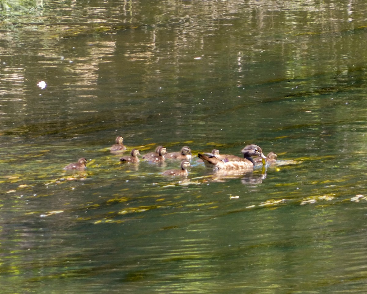 Wood Duck - ML620345958