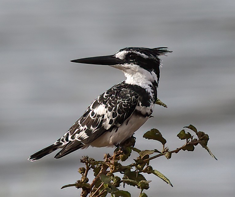 Pied Kingfisher - ML620345964