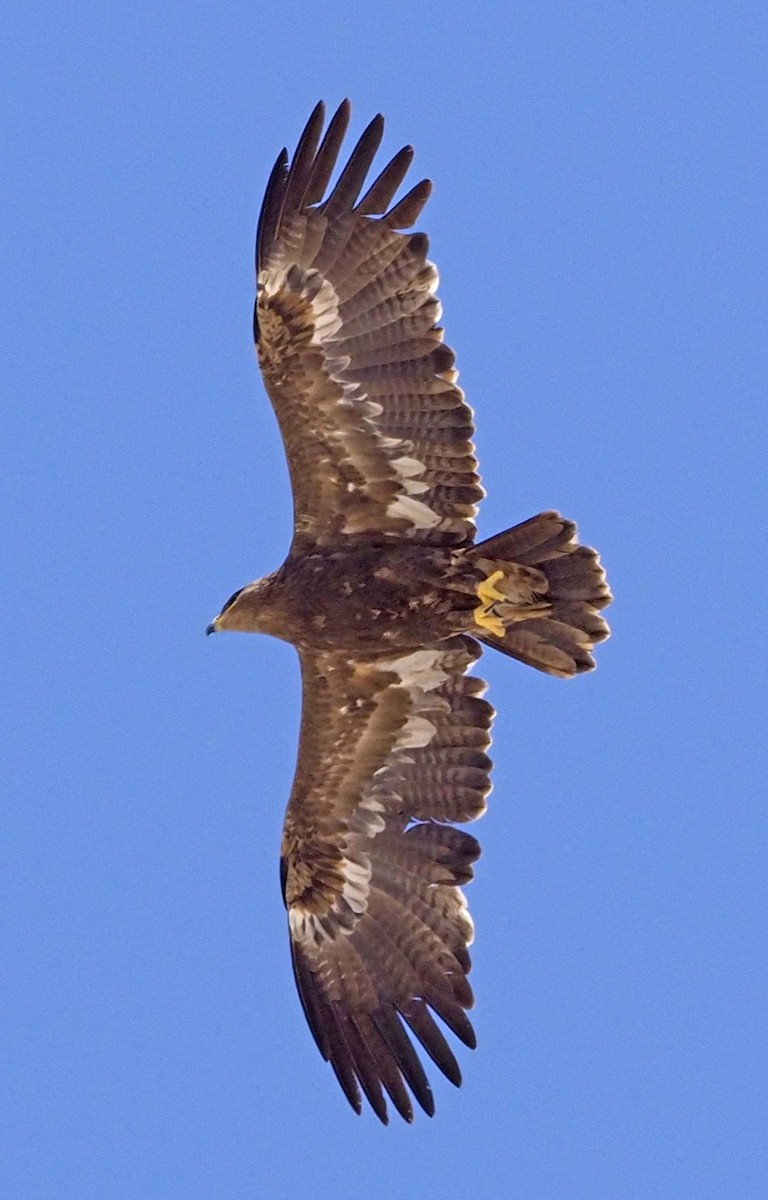 Águila Esteparia - ML620345979
