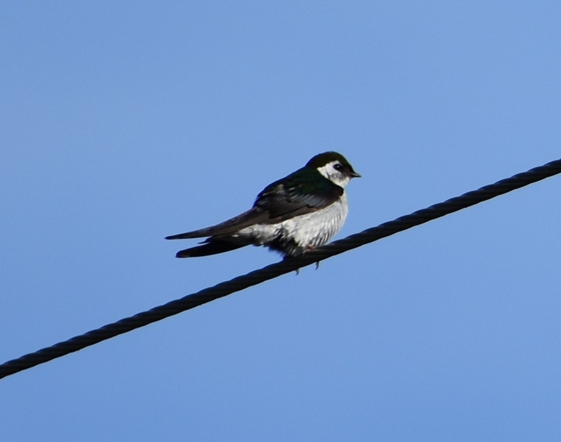Violet-green Swallow - ML620345982