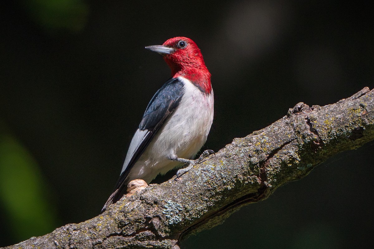 Red-headed Woodpecker - ML620345987