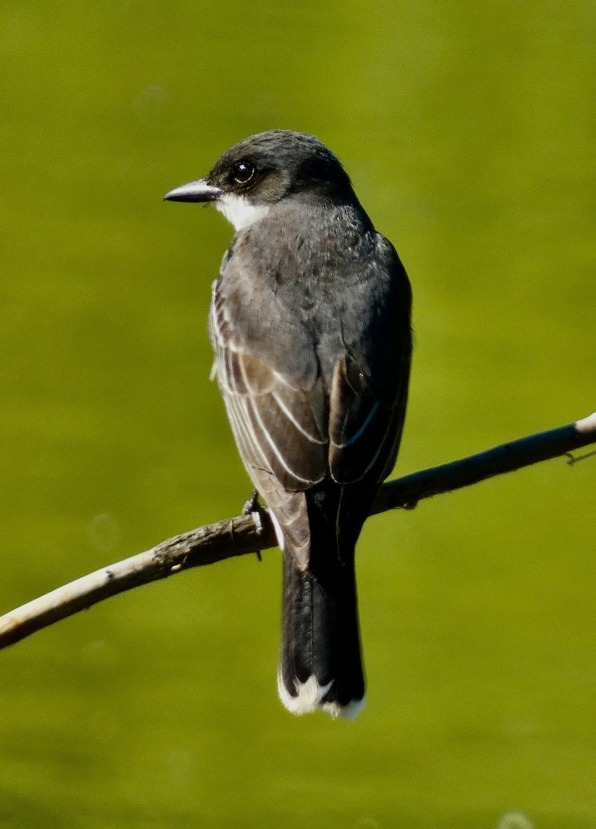 Eastern Kingbird - ML620345992