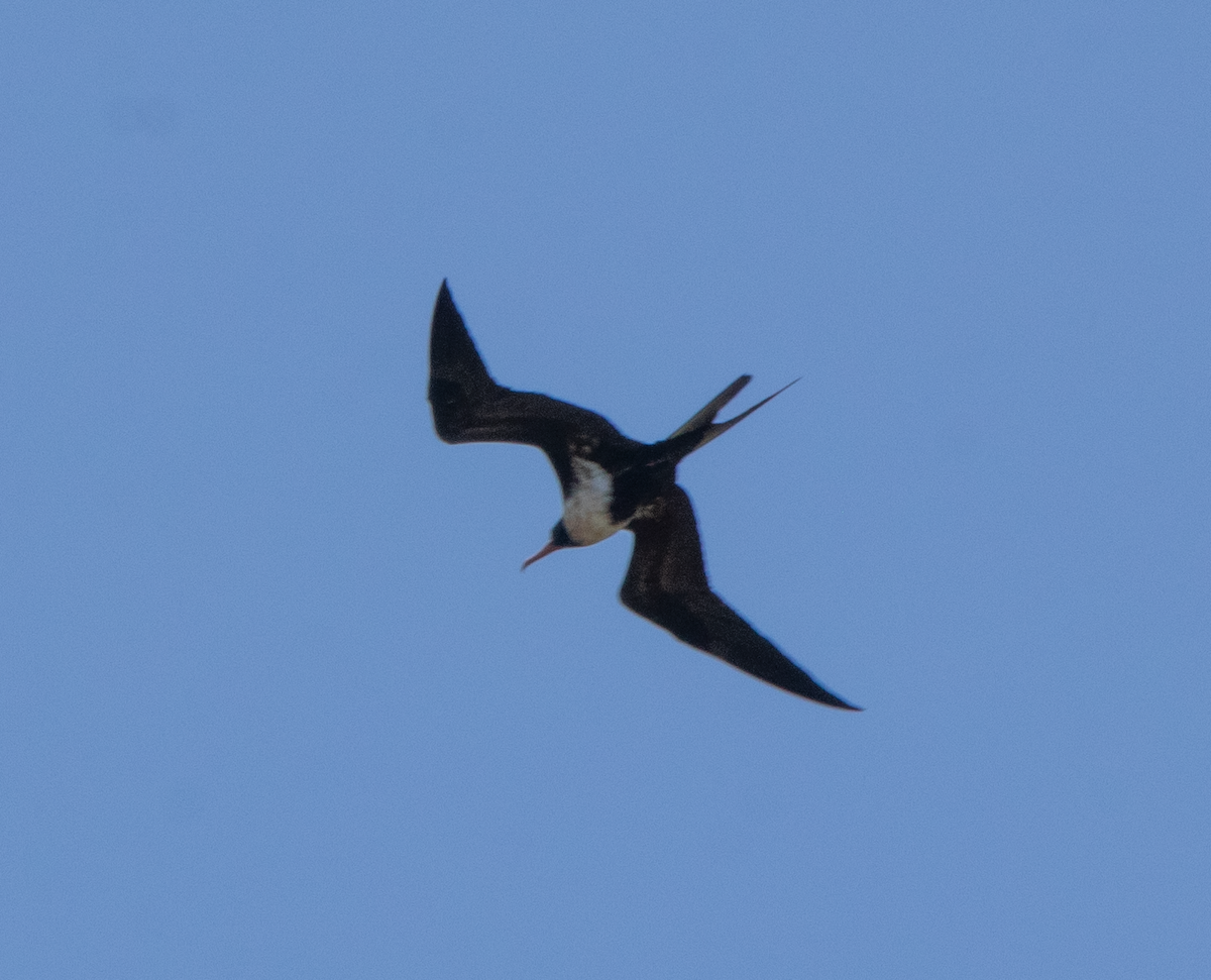 Lesser Frigatebird - ML620346005