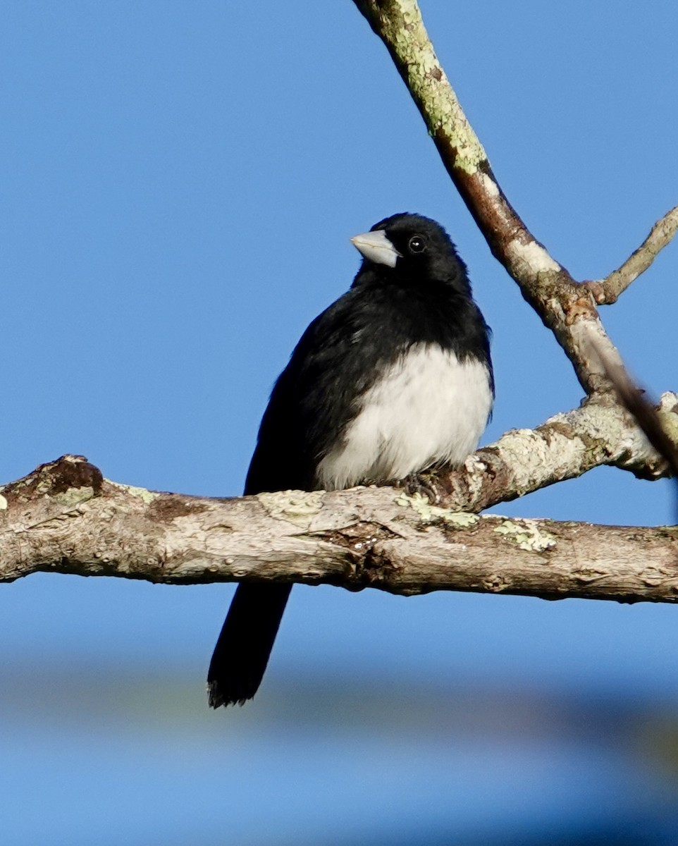 Cone-billed Tanager - ML620346007