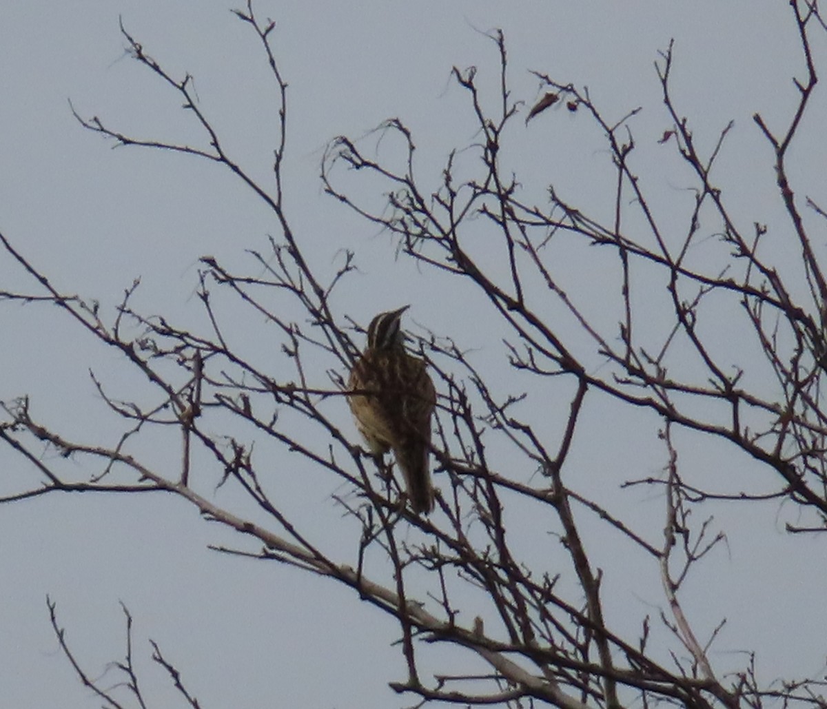 Eastern Meadowlark - ML620346017