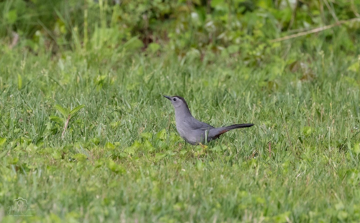 Gray Catbird - ML620346025