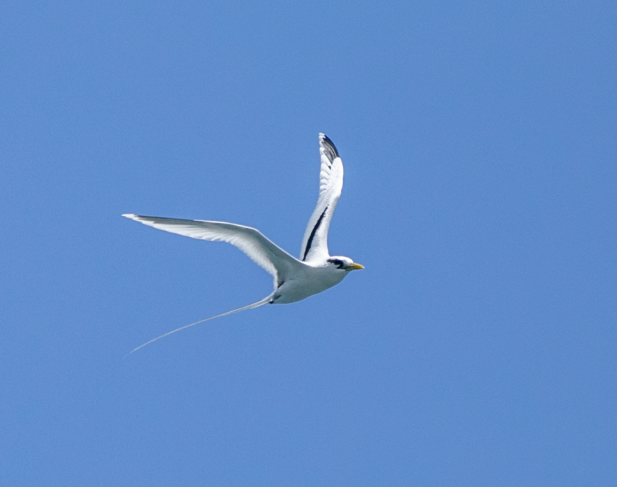 White-tailed Tropicbird (Pacific) - ML620346028