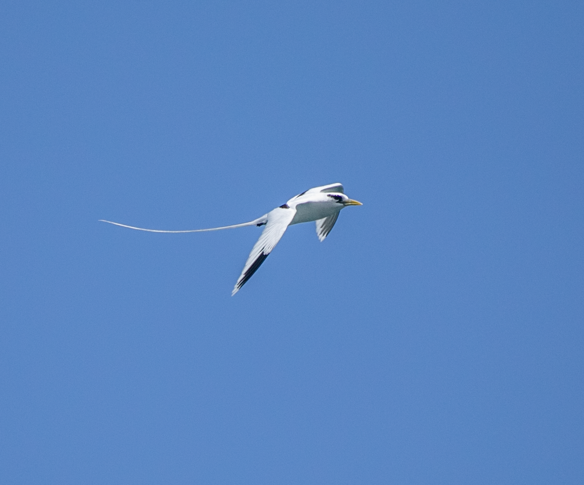 White-tailed Tropicbird (Pacific) - ML620346029