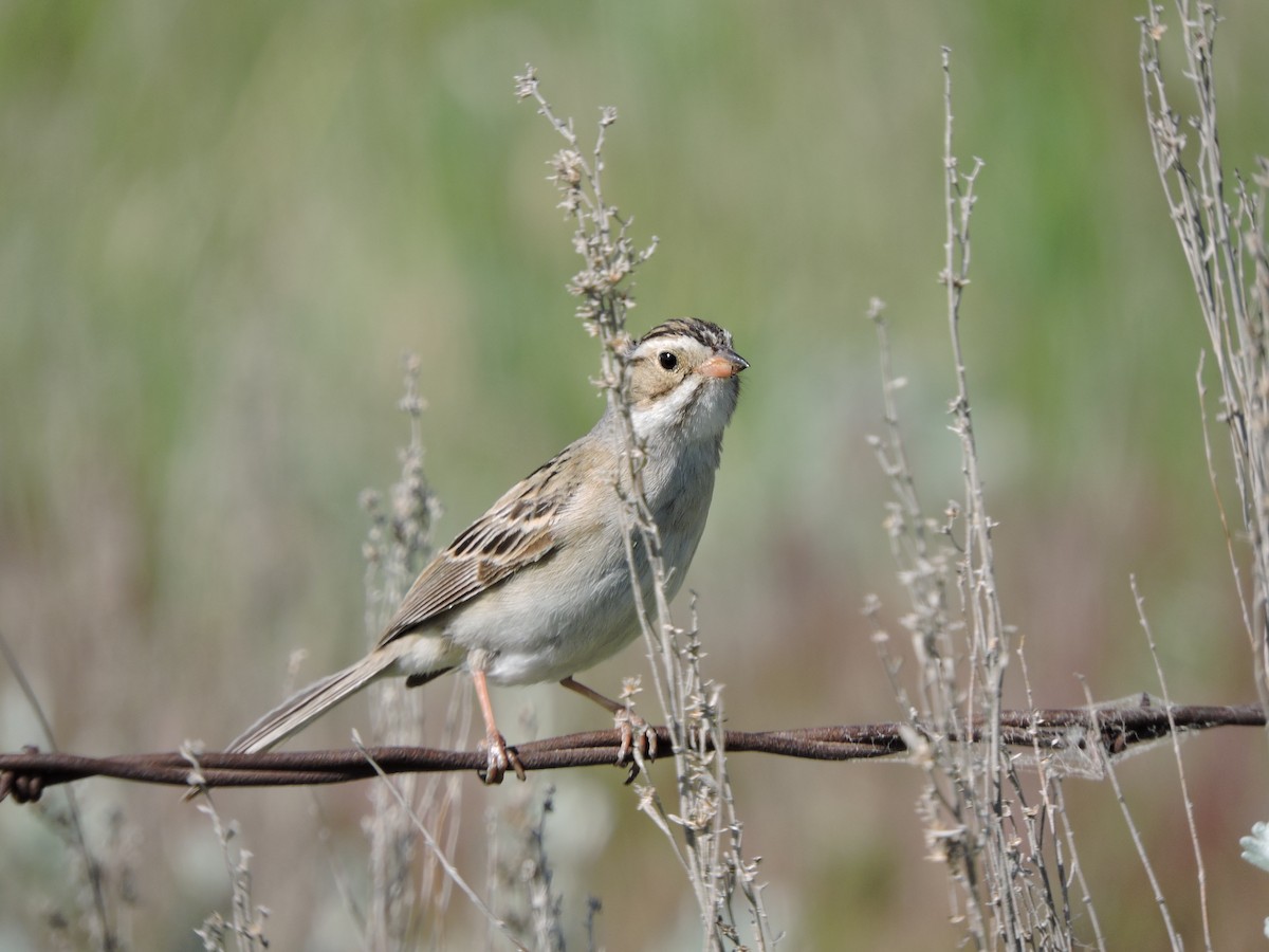 Clay-colored Sparrow - ML620346035