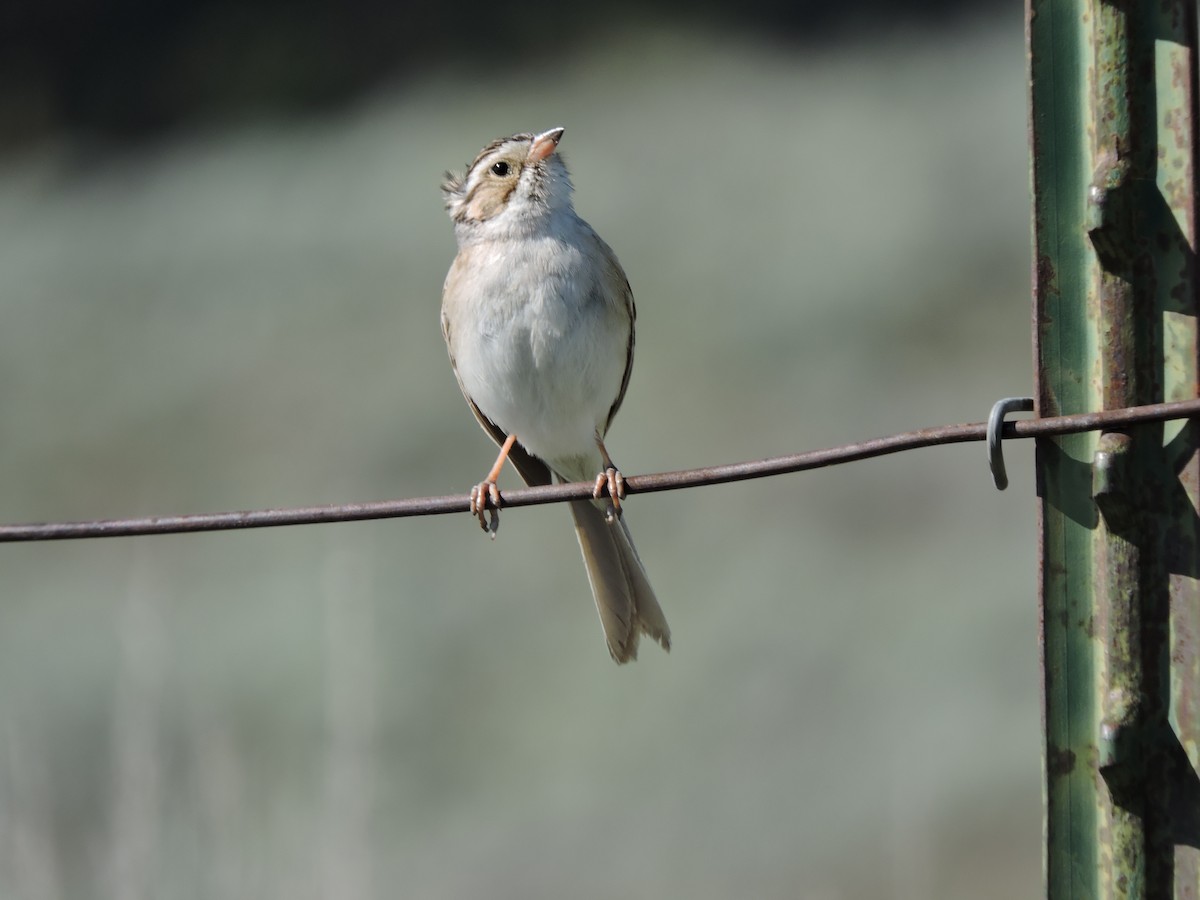 Clay-colored Sparrow - ML620346036