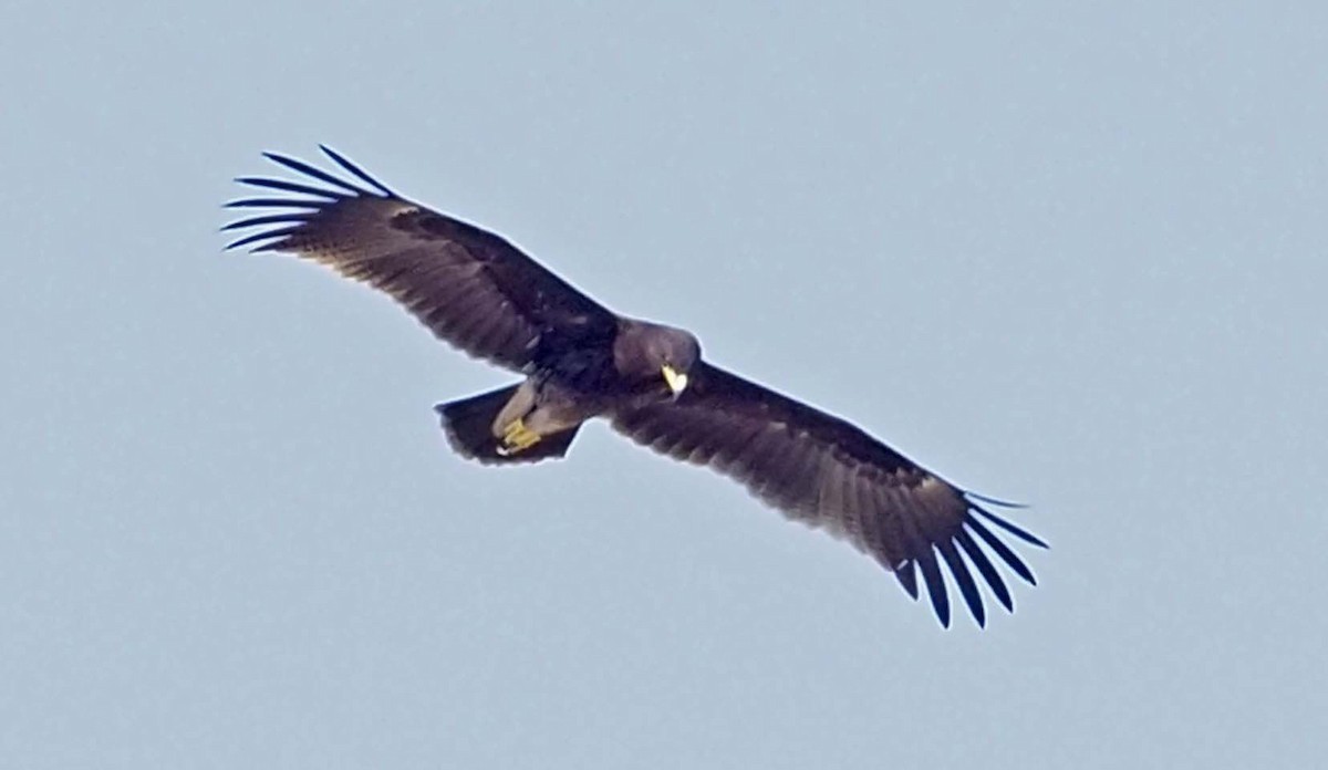 Greater Spotted Eagle - ML620346037