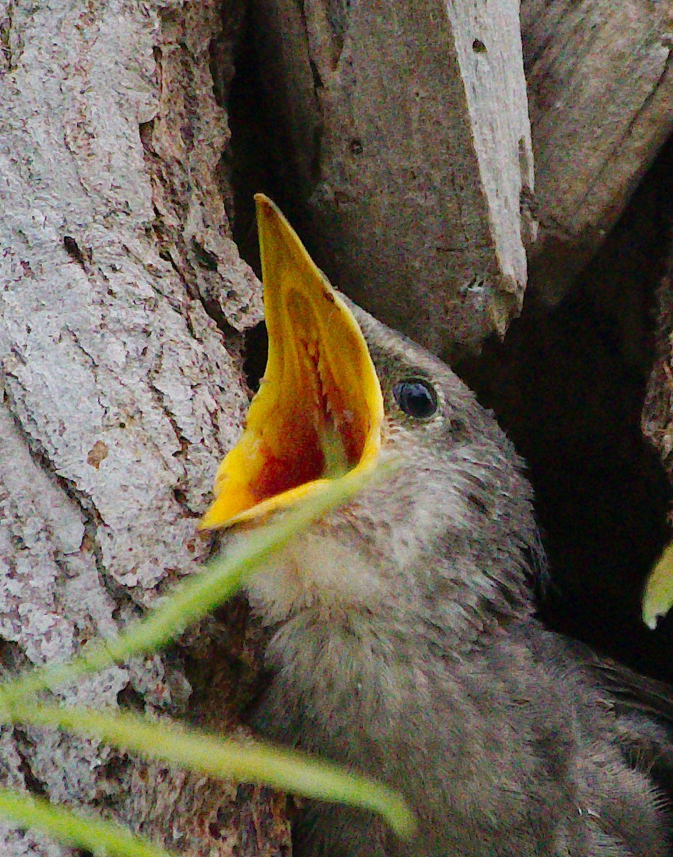 歐洲椋鳥 - ML620346038