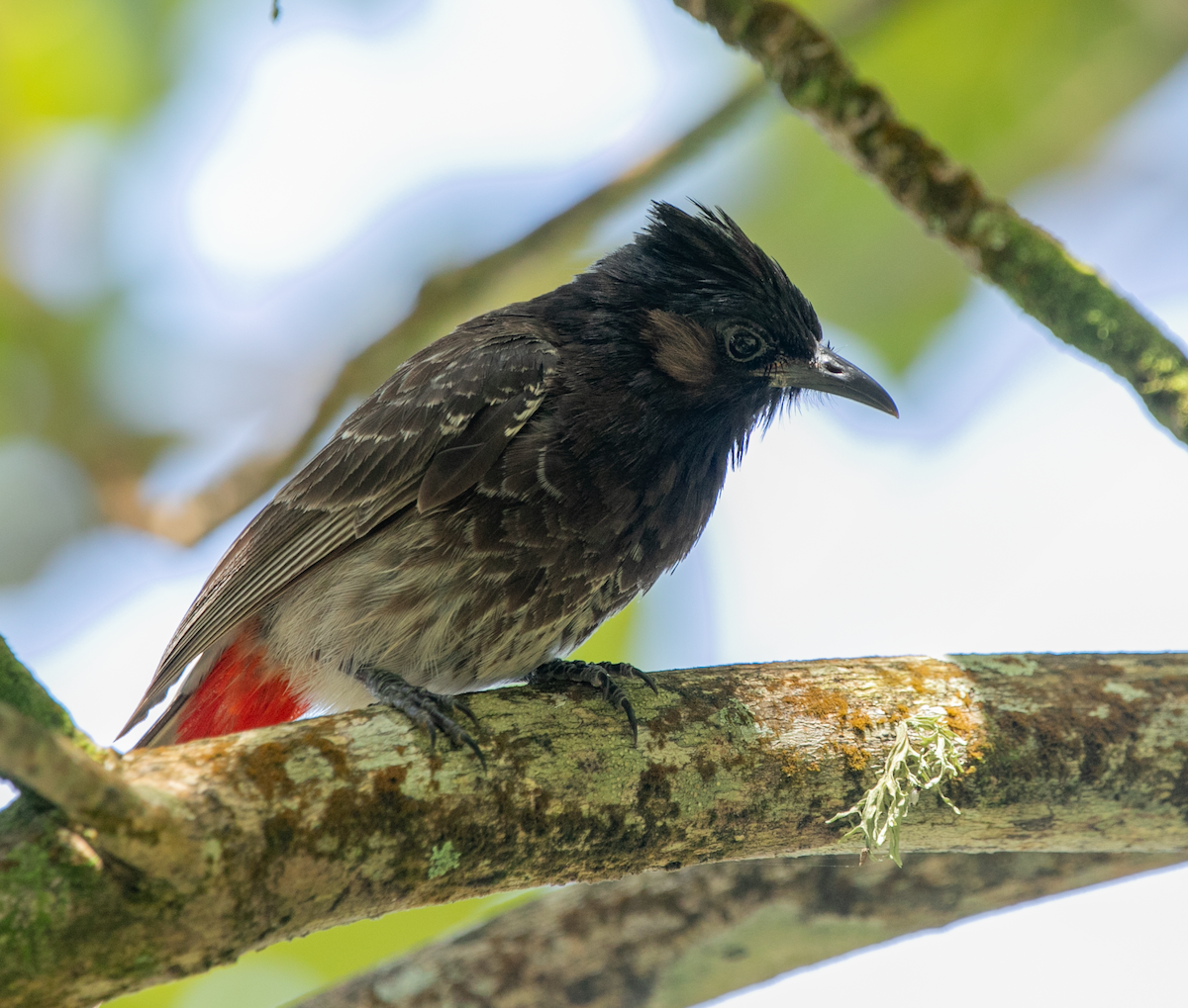 Red-vented Bulbul - ML620346043