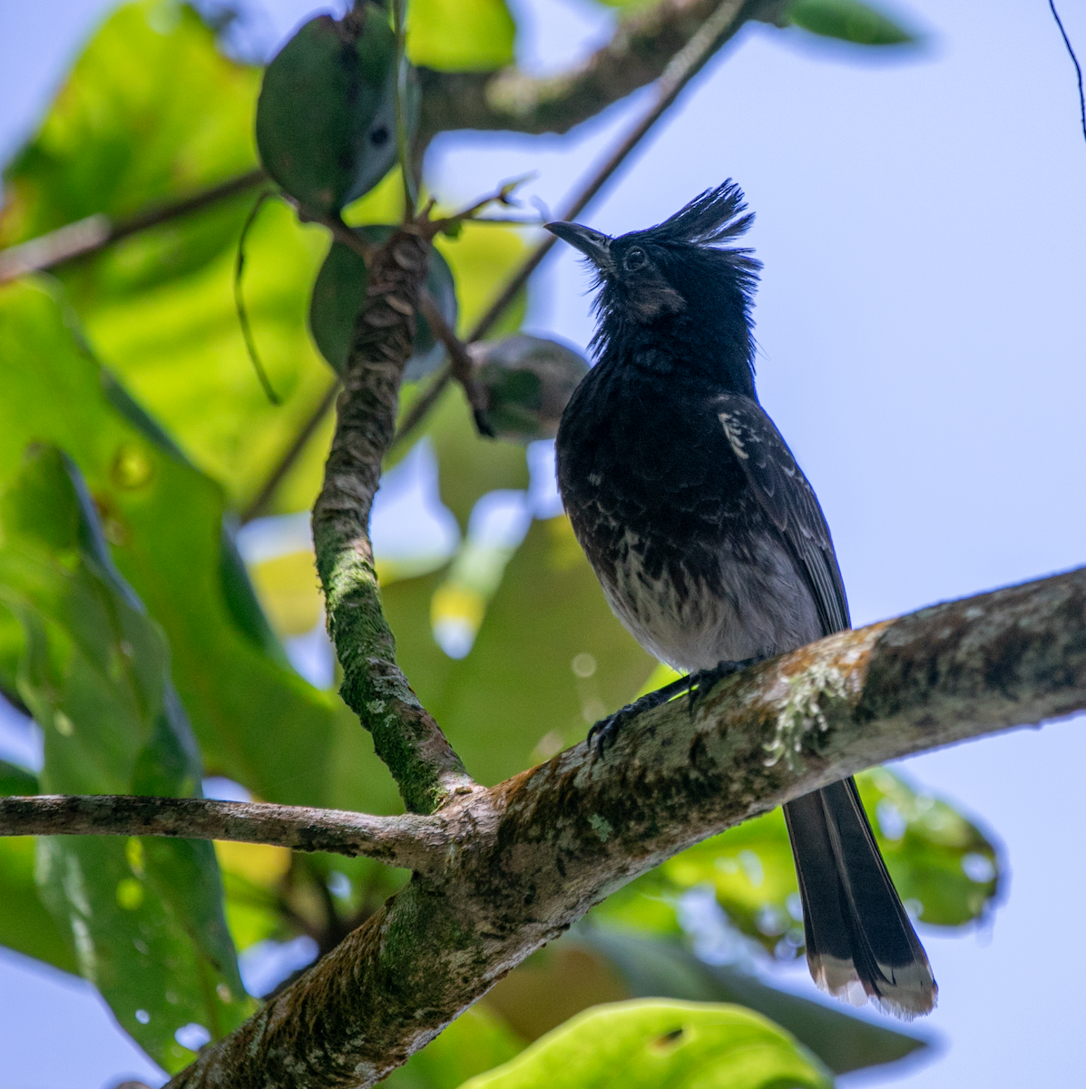 Red-vented Bulbul - ML620346044