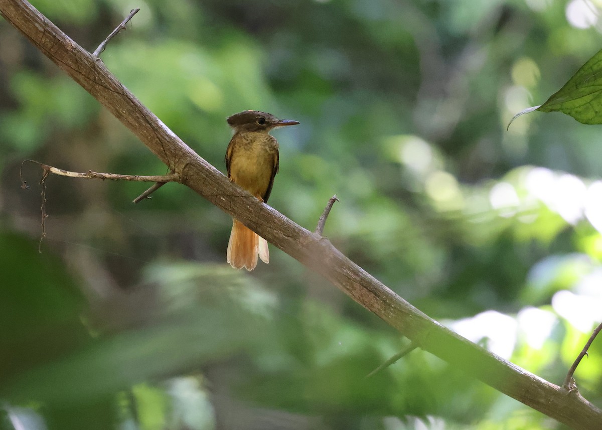 Tropical Royal Flycatcher - ML620346045