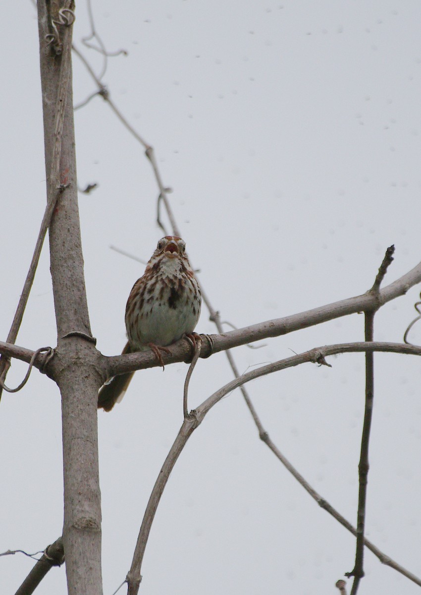 Song Sparrow - ML620346047