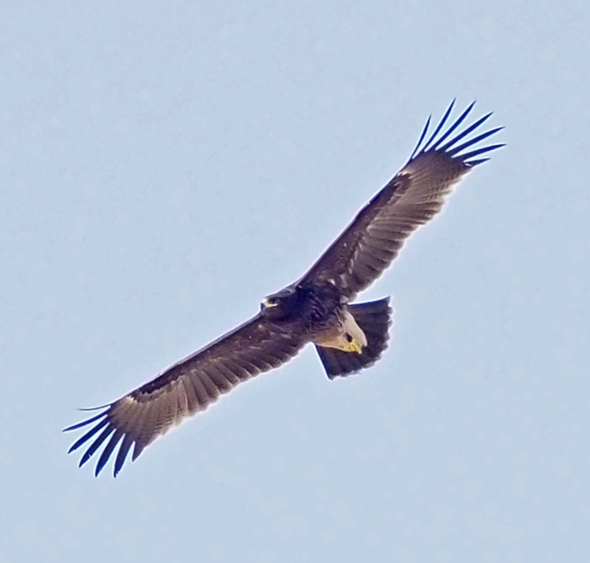 Greater Spotted Eagle - ML620346048