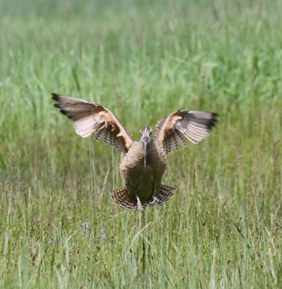 Long-billed Curlew - ML620346051
