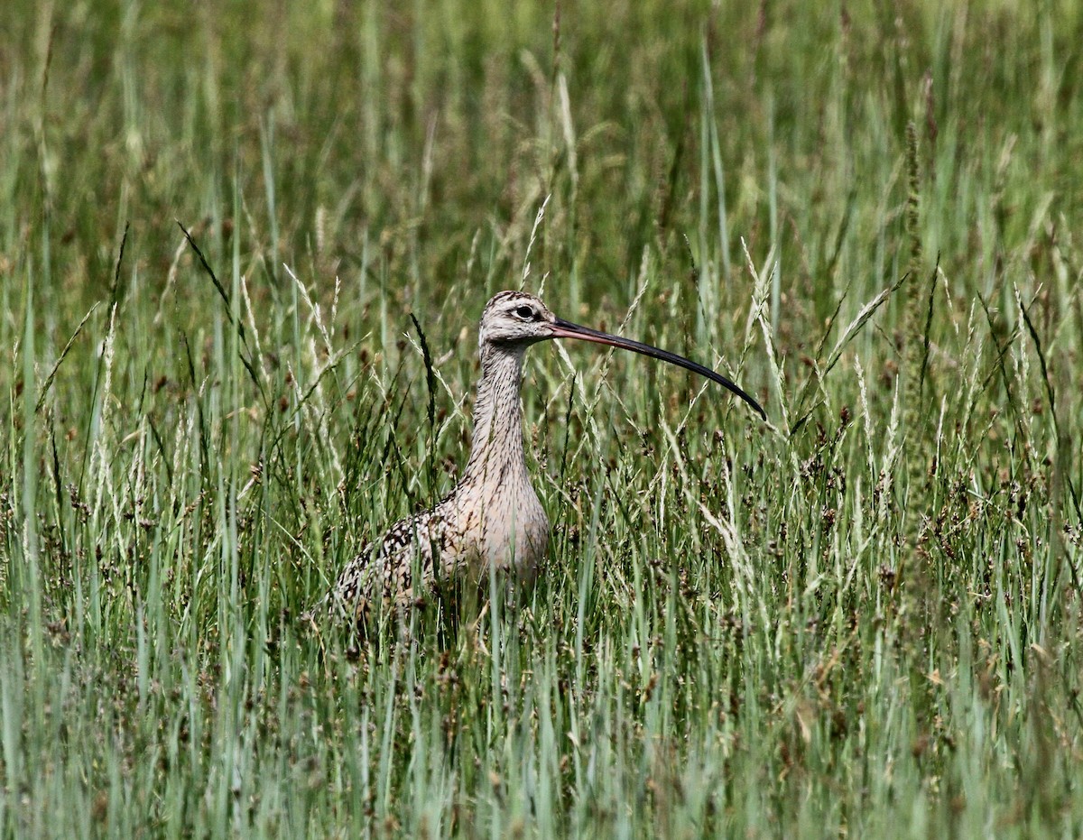 Long-billed Curlew - ML620346052