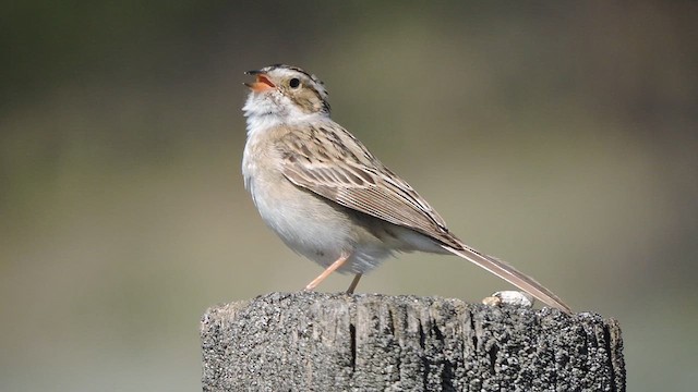 Clay-colored Sparrow - ML620346056