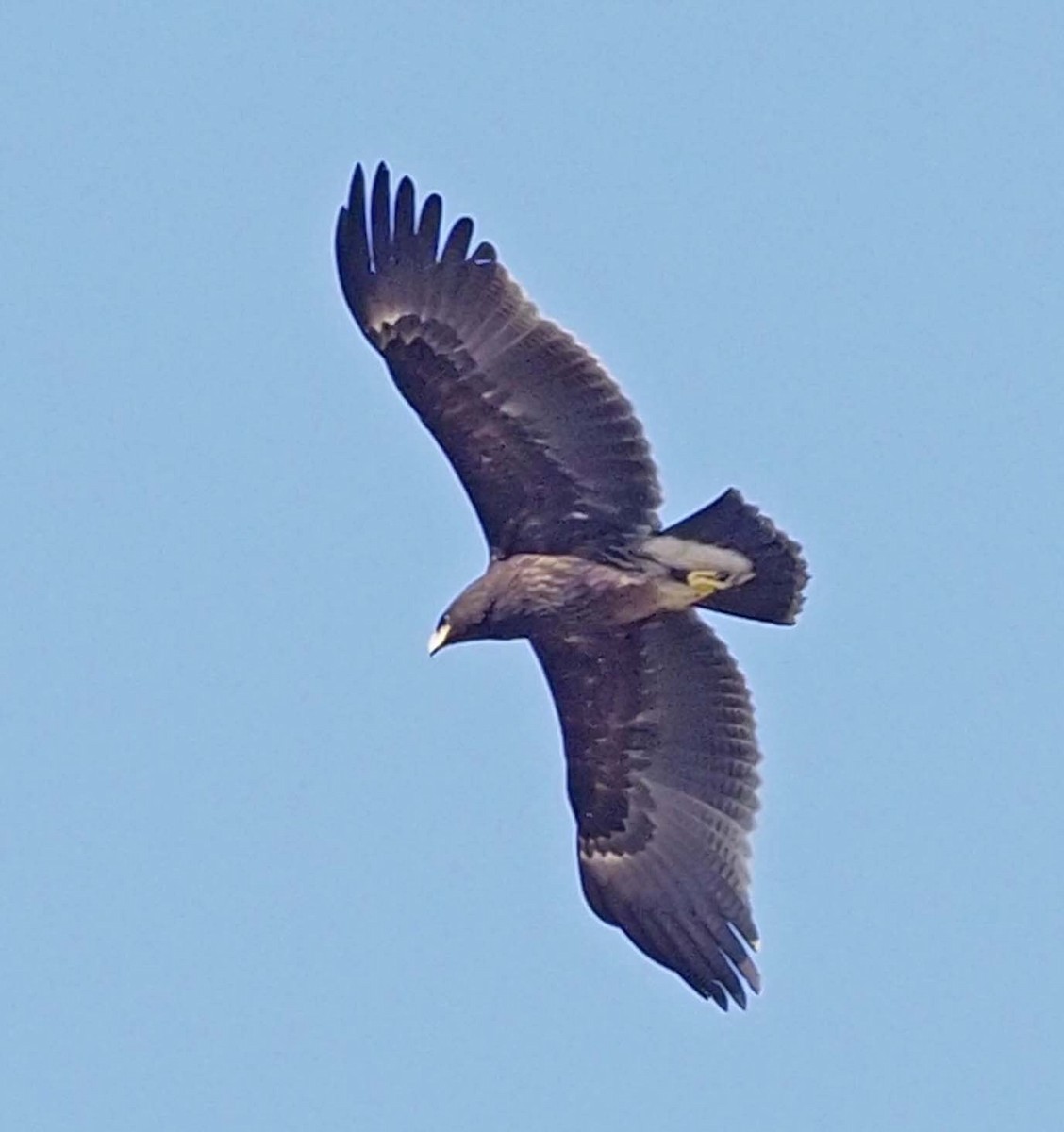 Águila Moteada - ML620346060