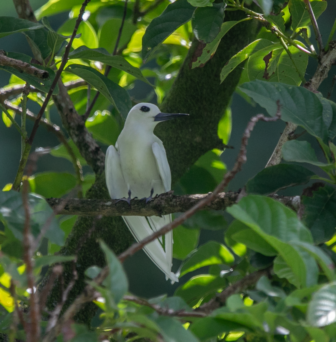 White Tern (Pacific) - ML620346064