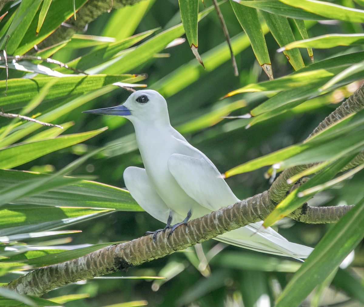 White Tern (Pacific) - ML620346066