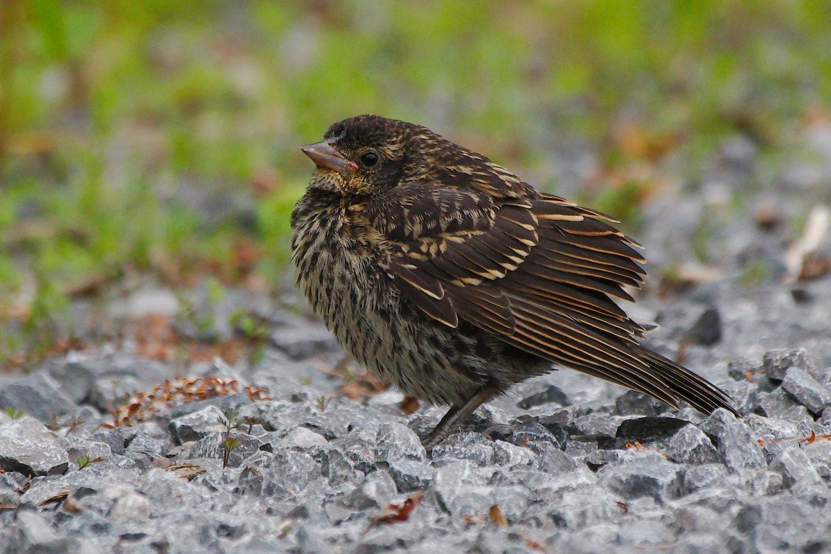 Red-winged Blackbird - ML620346070