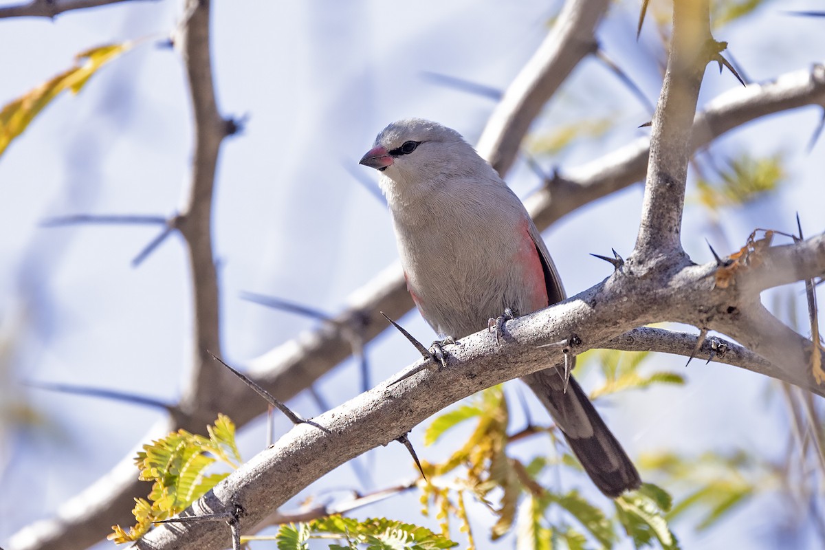 Cinderella Waxbill - ML620346071